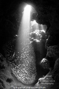 "The Whisk" - Silversides appear to be spun as they're dr... by Susannah H. Snowden-Smith 